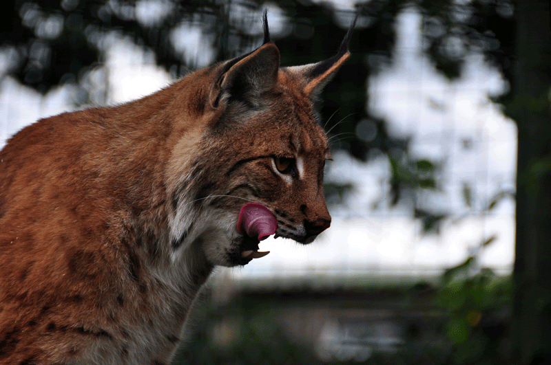Lynx-Comp.gif