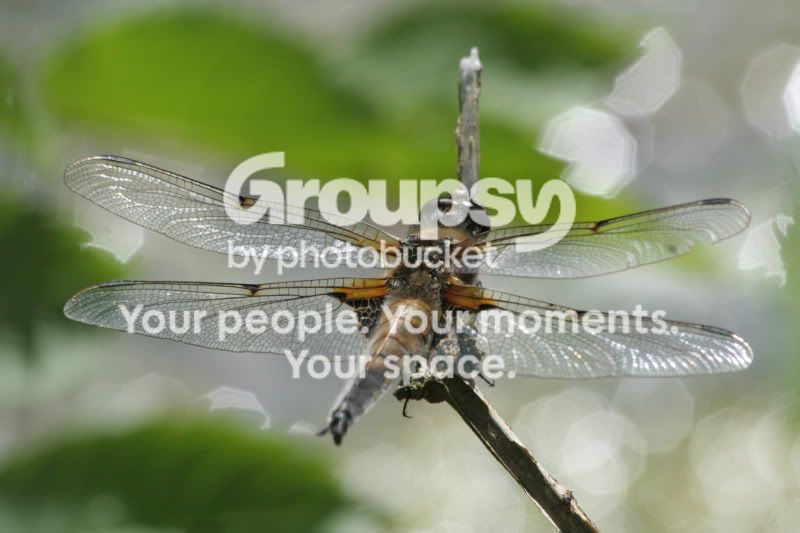 Dragonfly.jpg