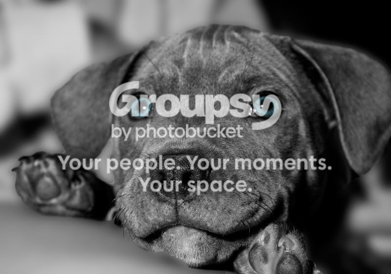 HappyPup001.jpg