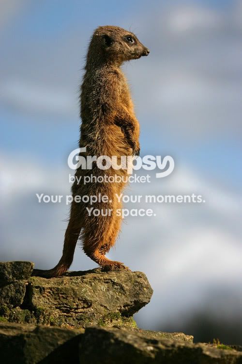 meercatweb.jpg