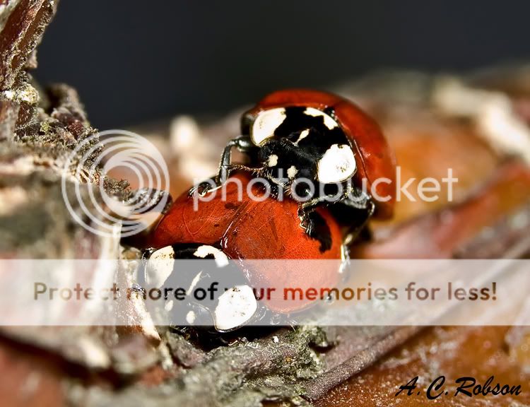 ladybirdpropper.jpg