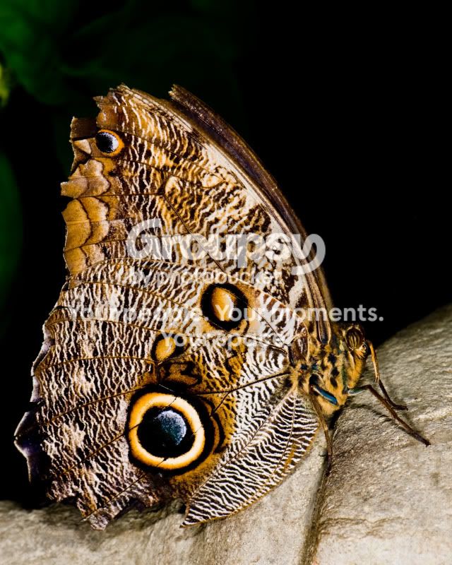 NewForestWildlifePark1of1-9.jpg