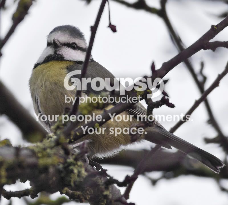 800mmcanonbluetit2800x600.jpg