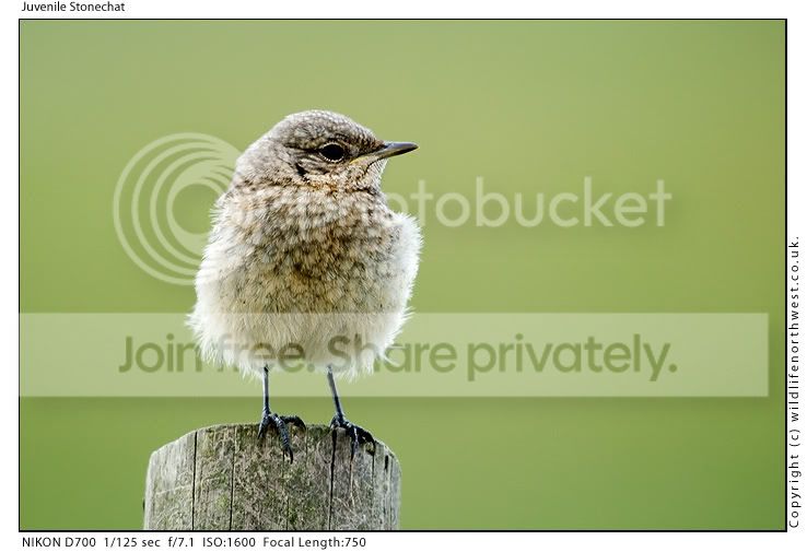 JuvenileStonechat.jpg