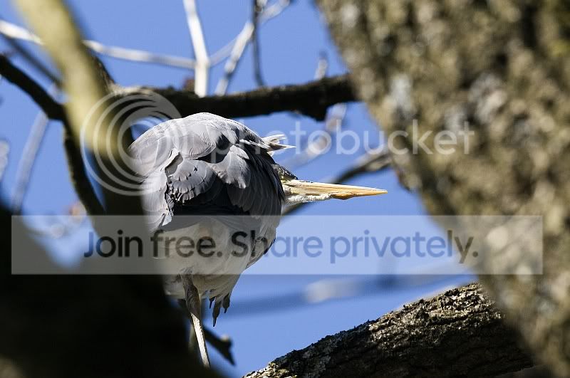 UnusualHeron.jpg