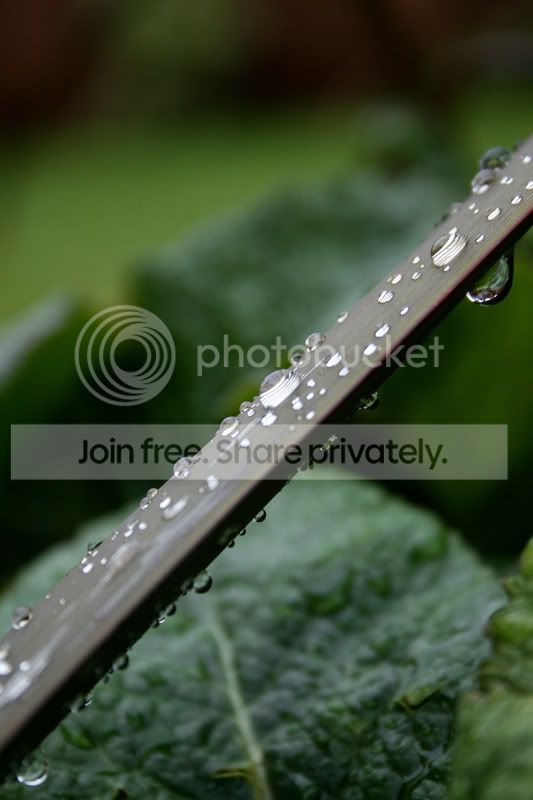 drops.jpg