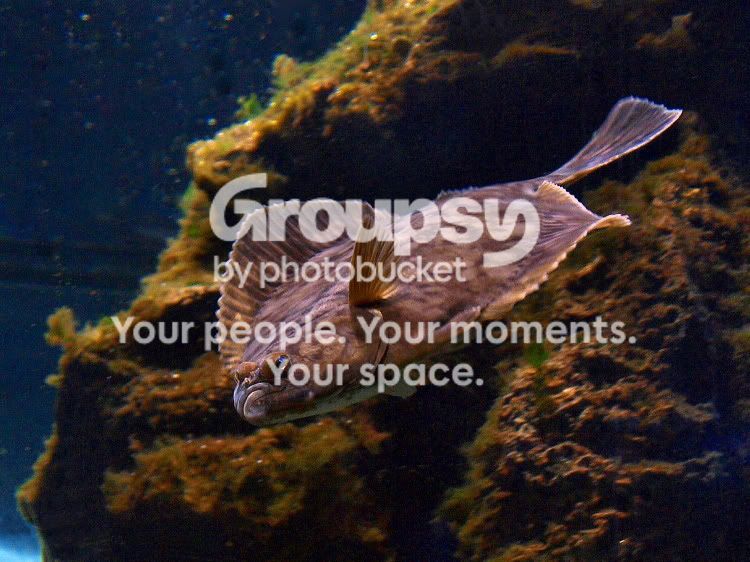 flounder.jpg