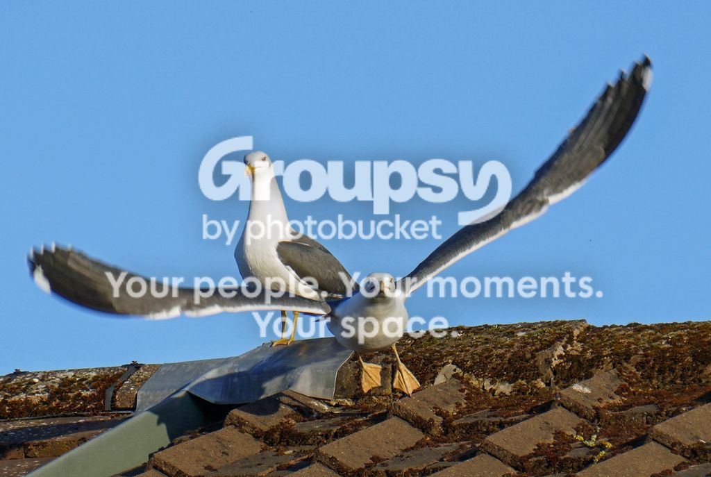 P1030017-7_zpsyymktnlh.jpg