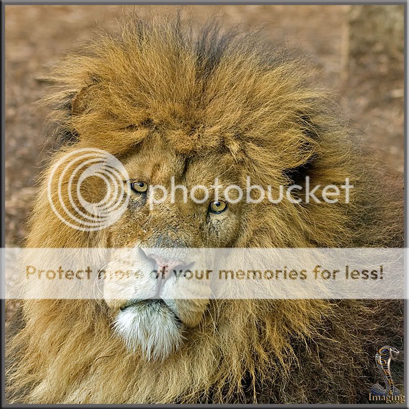 Lion-head1.jpg