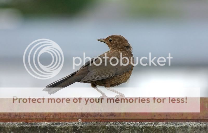 femaleblackbird-1.jpg