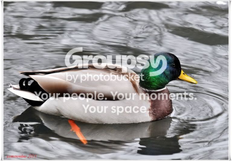 Mallard2011smaller.jpg