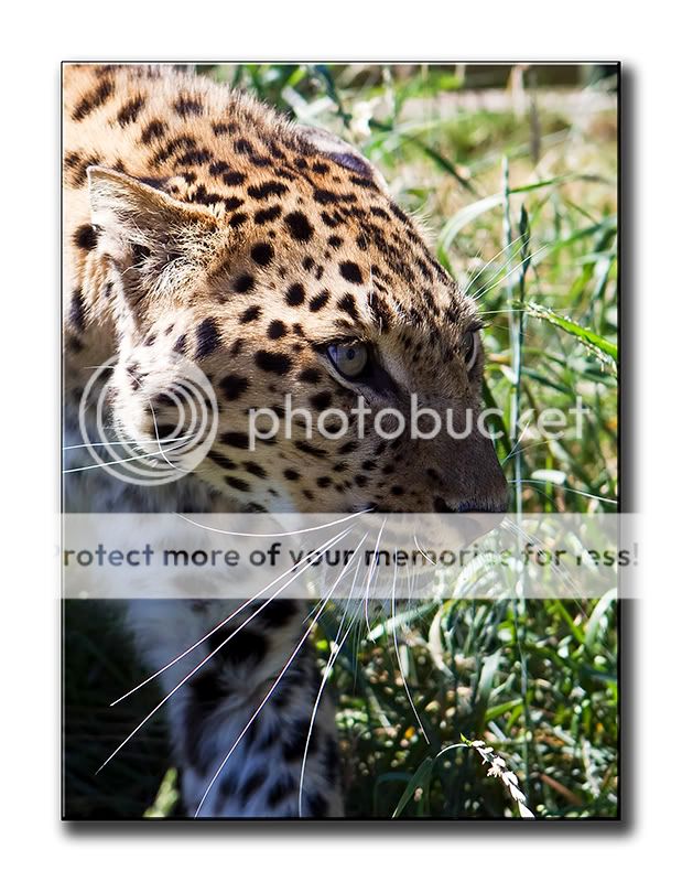 Amurleopard4.jpg