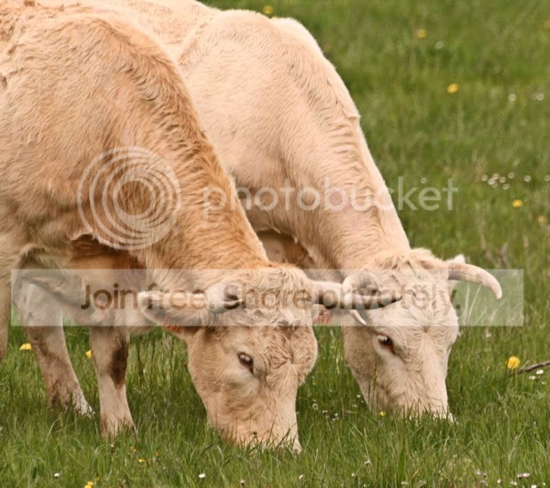 cheese.jpg