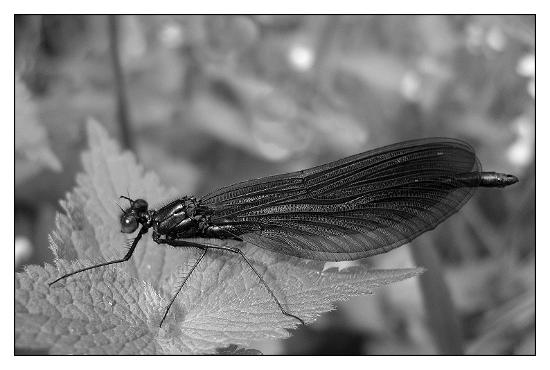 Cimg7931bw.jpg