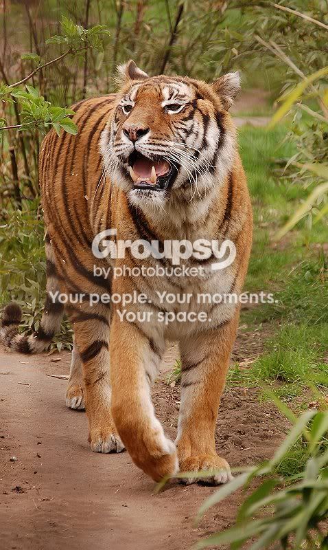 Tigerb800across.jpg