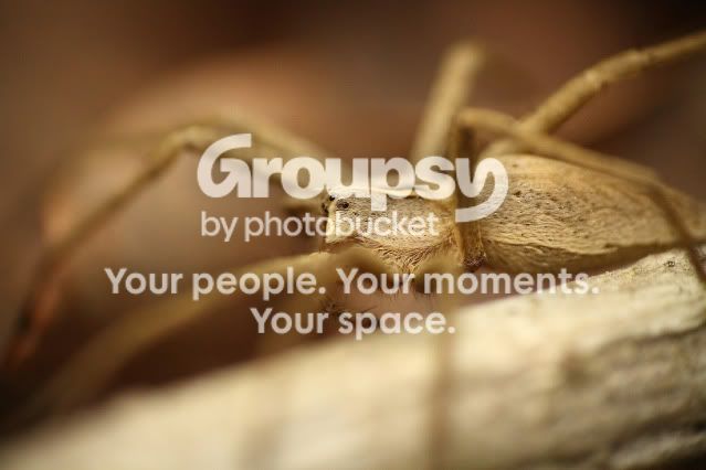 Brownspider1.jpg