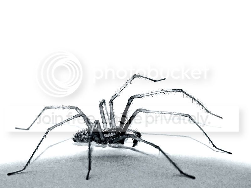 Spider30-08-2010.jpg