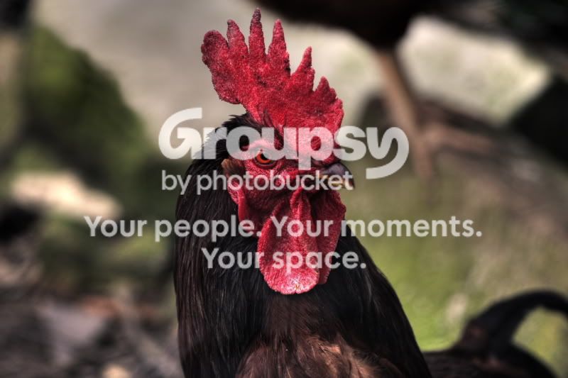 Cock001.jpg