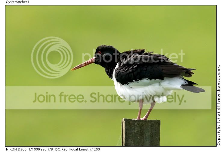 Oystercatcher1.jpg