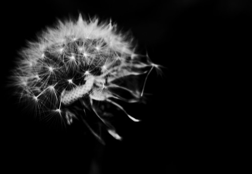3881109295_a9e96f7944.jpg