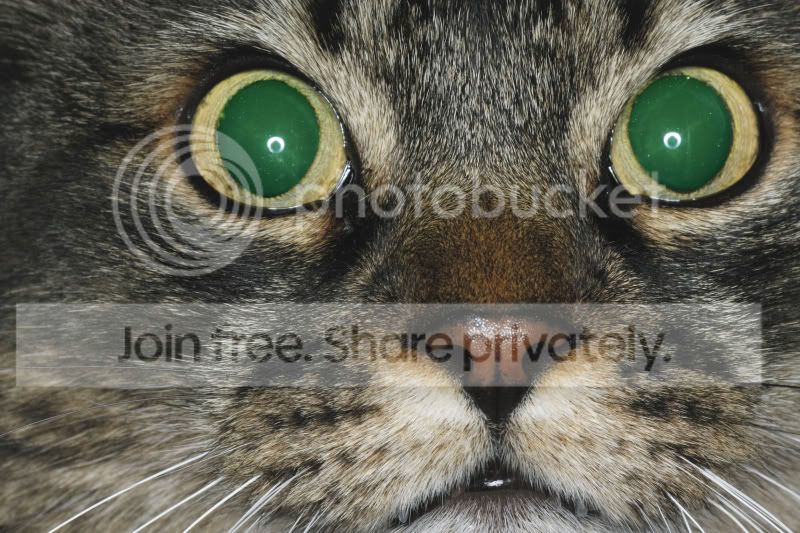 cat.jpg