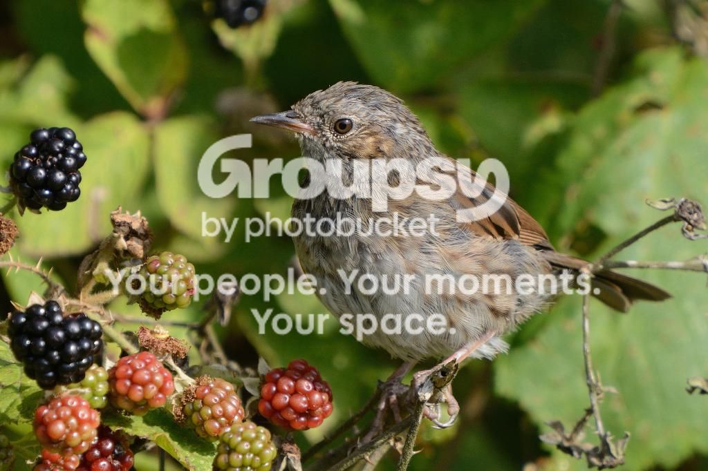 dunnock1_zps536e47da.jpg