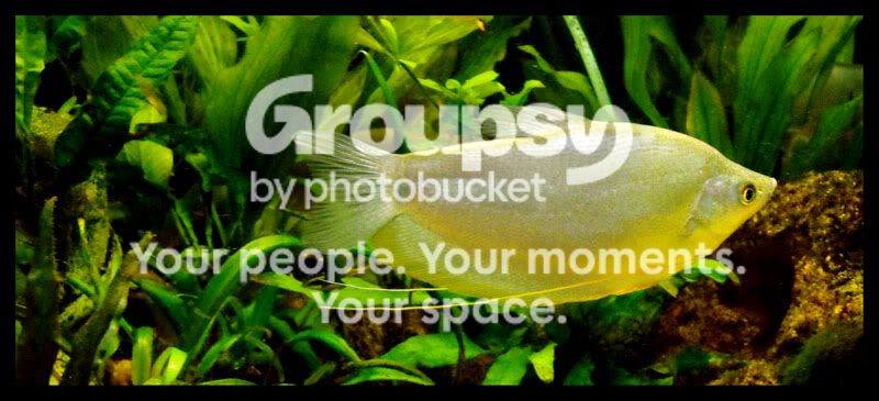gourami2-3.jpg