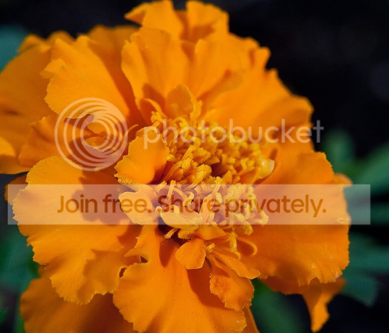 1800MarigoldrwP1000055.jpg