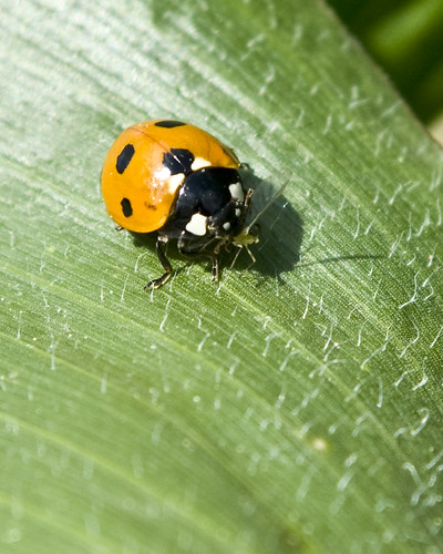 3686685989_6c91f17df2.jpg