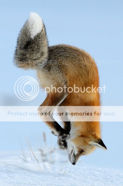 fox_new.jpg