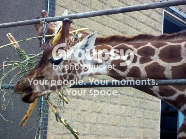 giraffe2.jpg