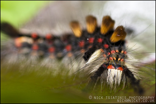 3820358545_e09357e5d8.jpg