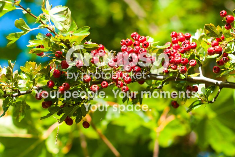 _1090570_zps536cc5c9.jpg