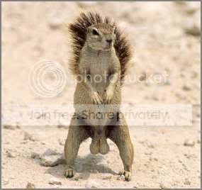 squirrel-nuts.jpg