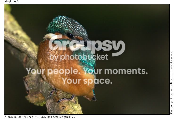 Kingfisher5.jpg