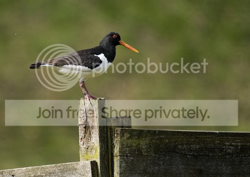 OysterCatcher.jpg