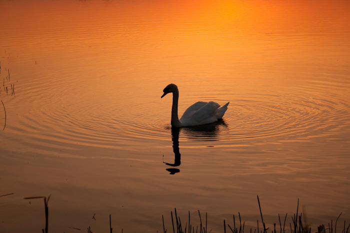 52_swan_new_image-1.jpg