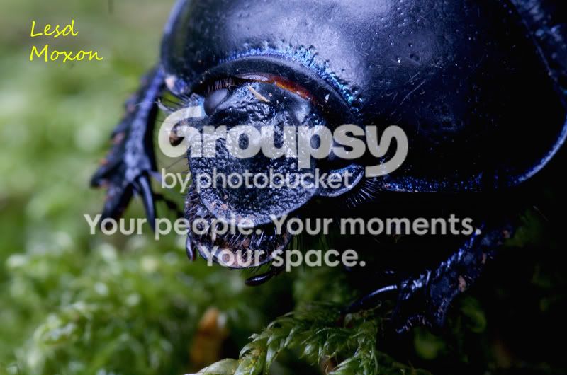 BlueInsect3EXIF.jpg