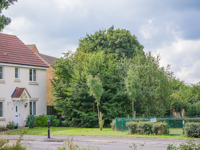 raw-cb-800.jpg
