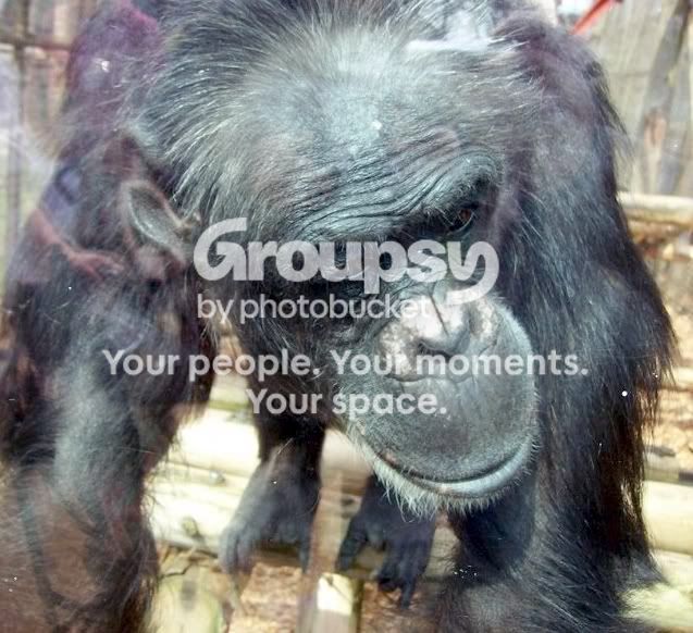 chimp2.jpg