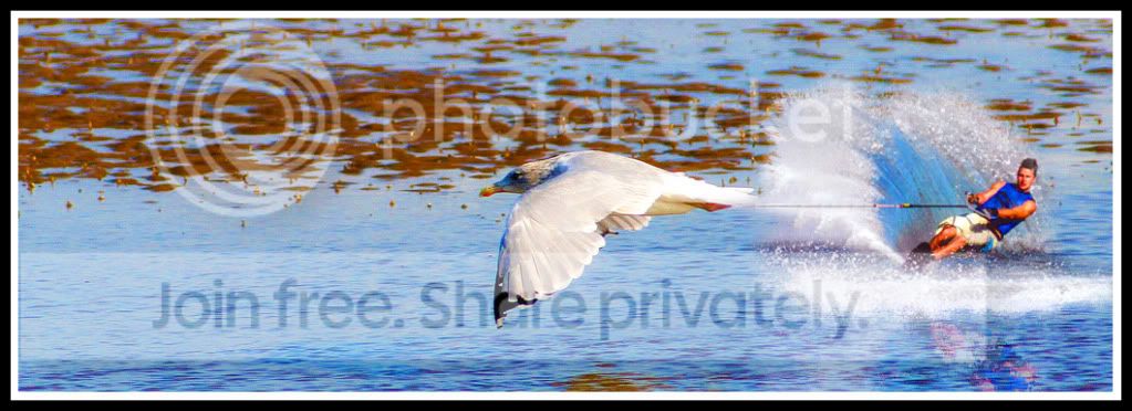 waterskibird.jpg