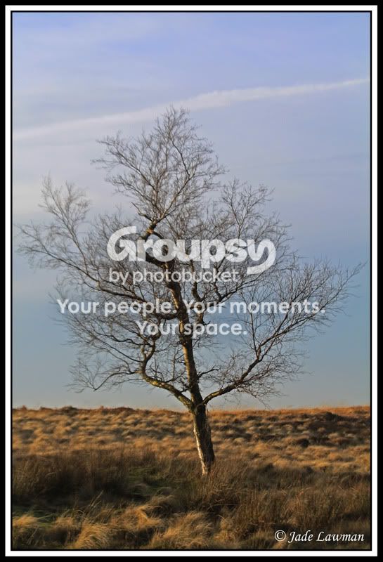 wintertree.jpg