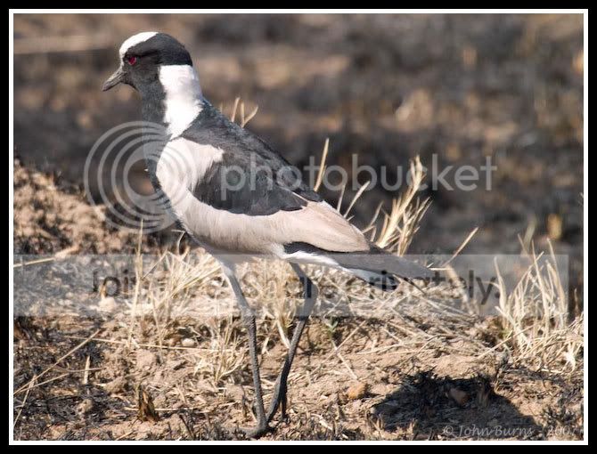 bird1.jpg