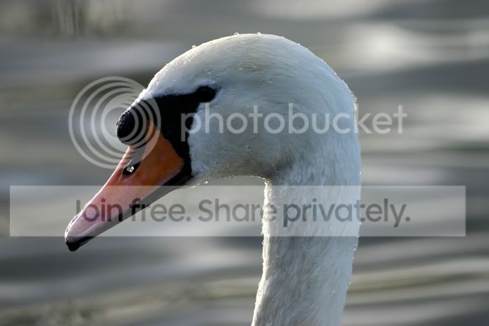 swanhead.jpg
