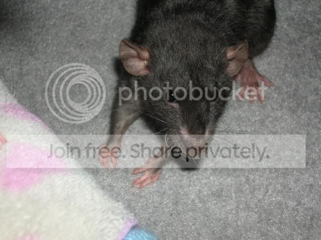 Rats284.jpg