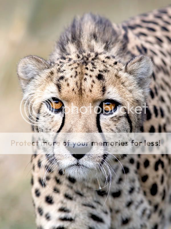 Cheetah2800.jpg