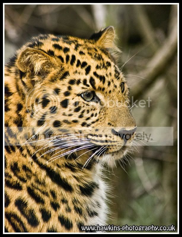 leopard.jpg