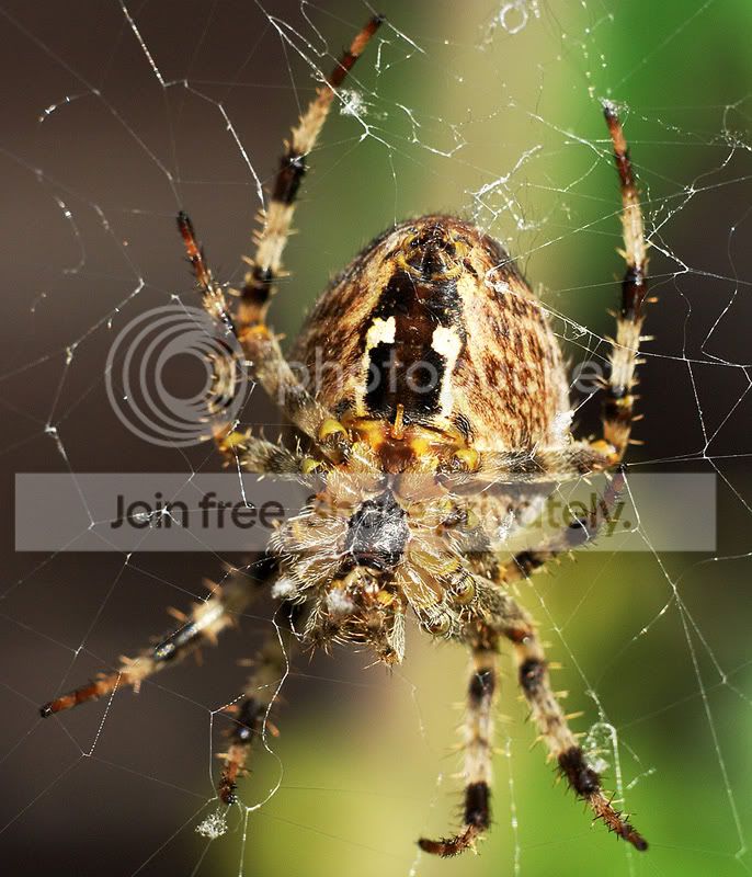 SpiderrwreducedDSC_1685_edited-1.jpg