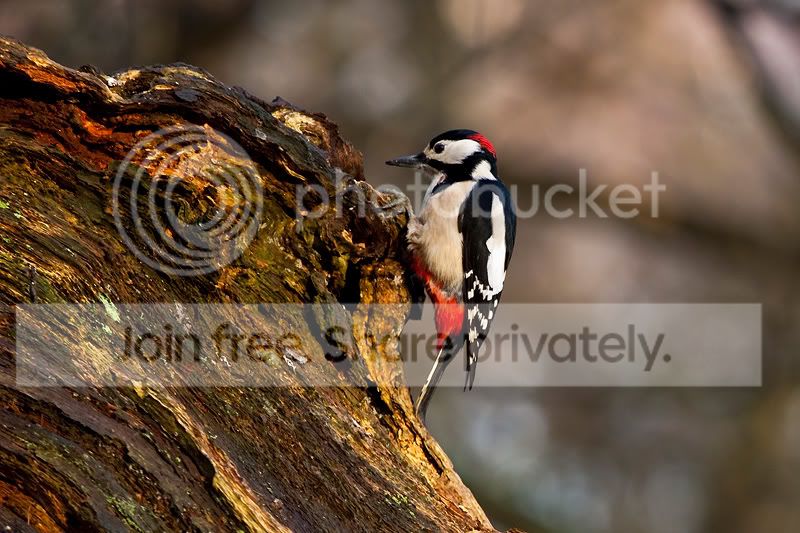 Birds_074.jpg