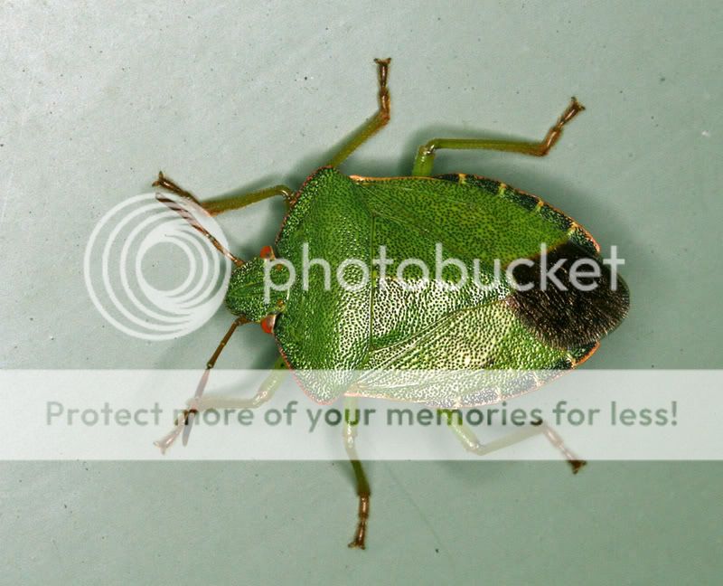 Leafbug2.jpg